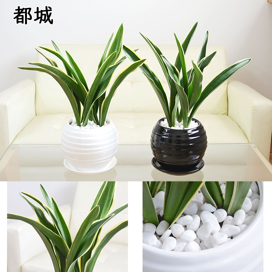 観葉植物 万年青 陶器鉢 都城