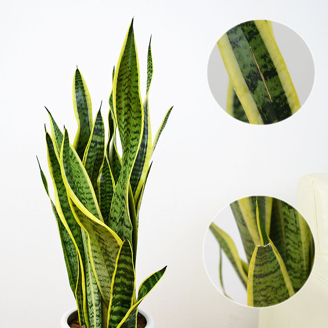 観葉植物 サンスベリア サンセベリア ローレンティ トラの尾 多肉植物
