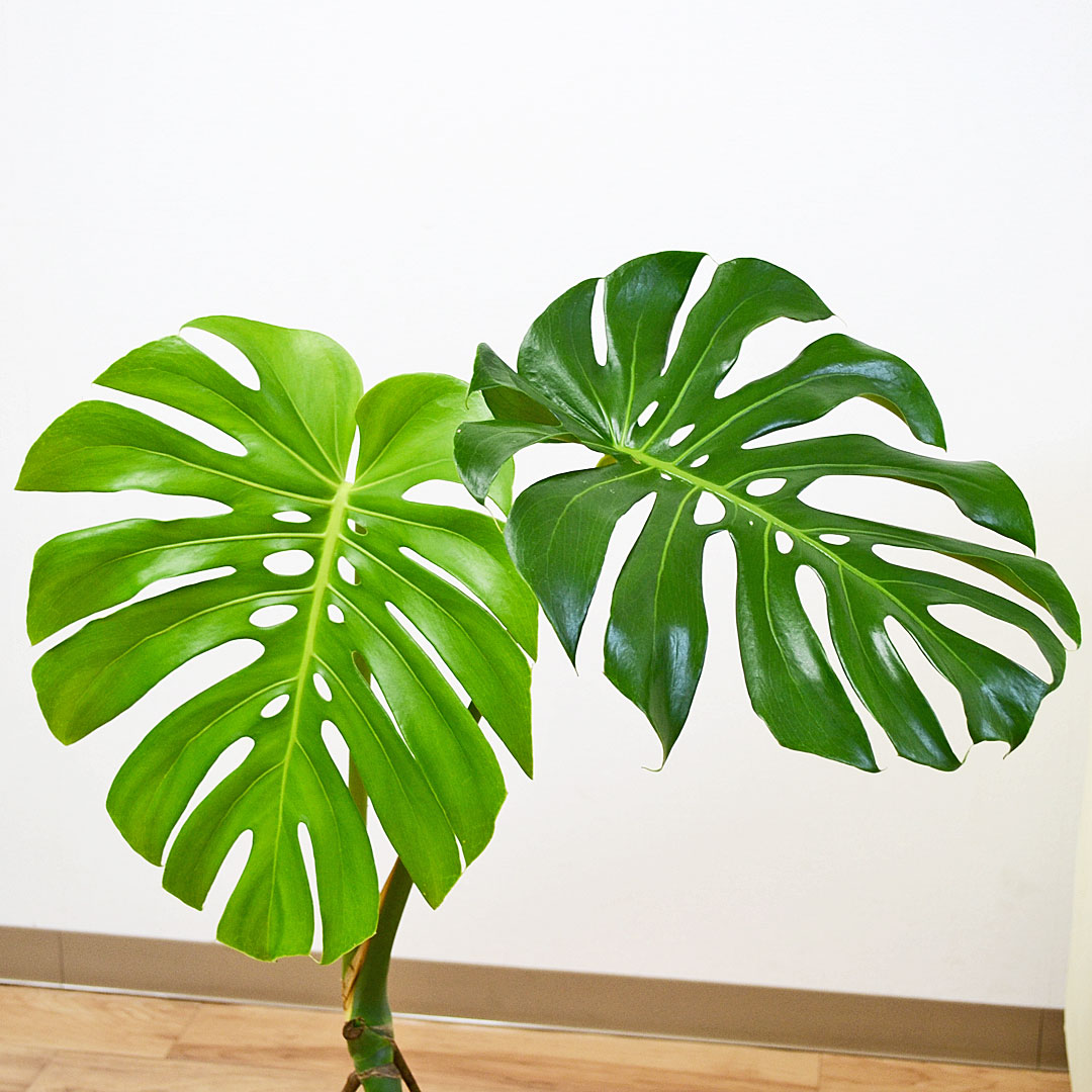 観葉植物 モンステラ 幹上がり 陶器鉢 葉の拡大