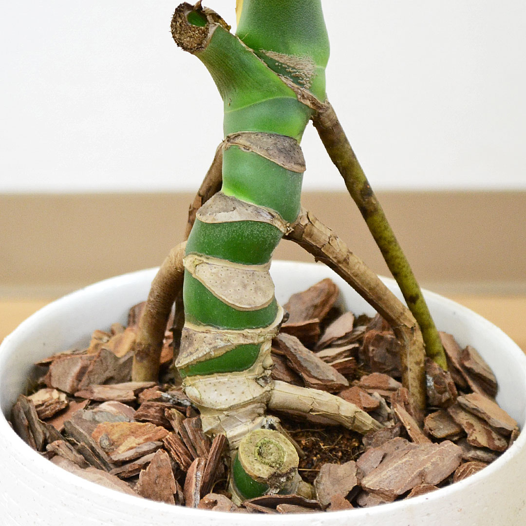 観葉植物 モンステラ 幹上がり 陶器鉢 幹の拡大