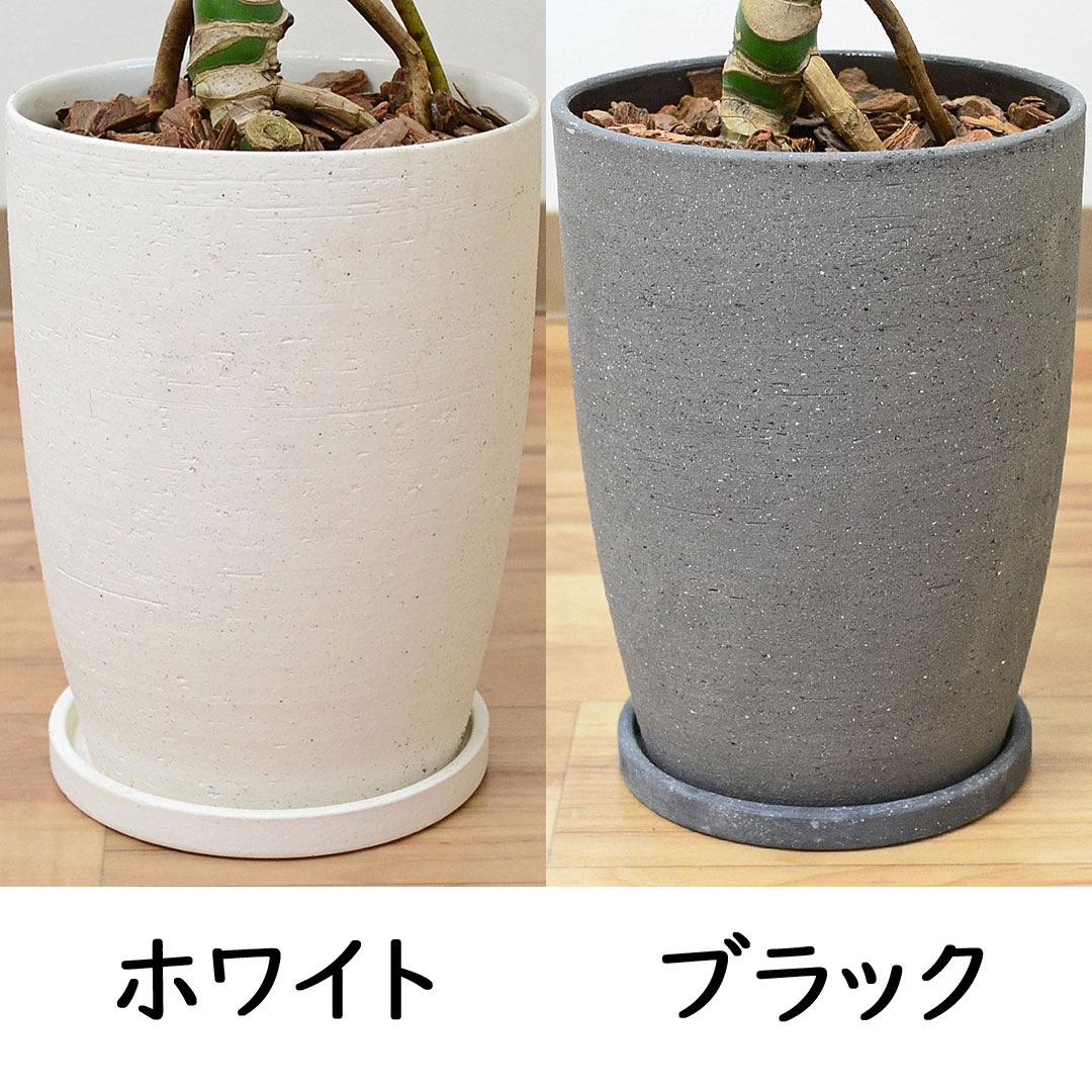 観葉植物 モンステラ 幹上がり 陶器鉢 鉢の拡大