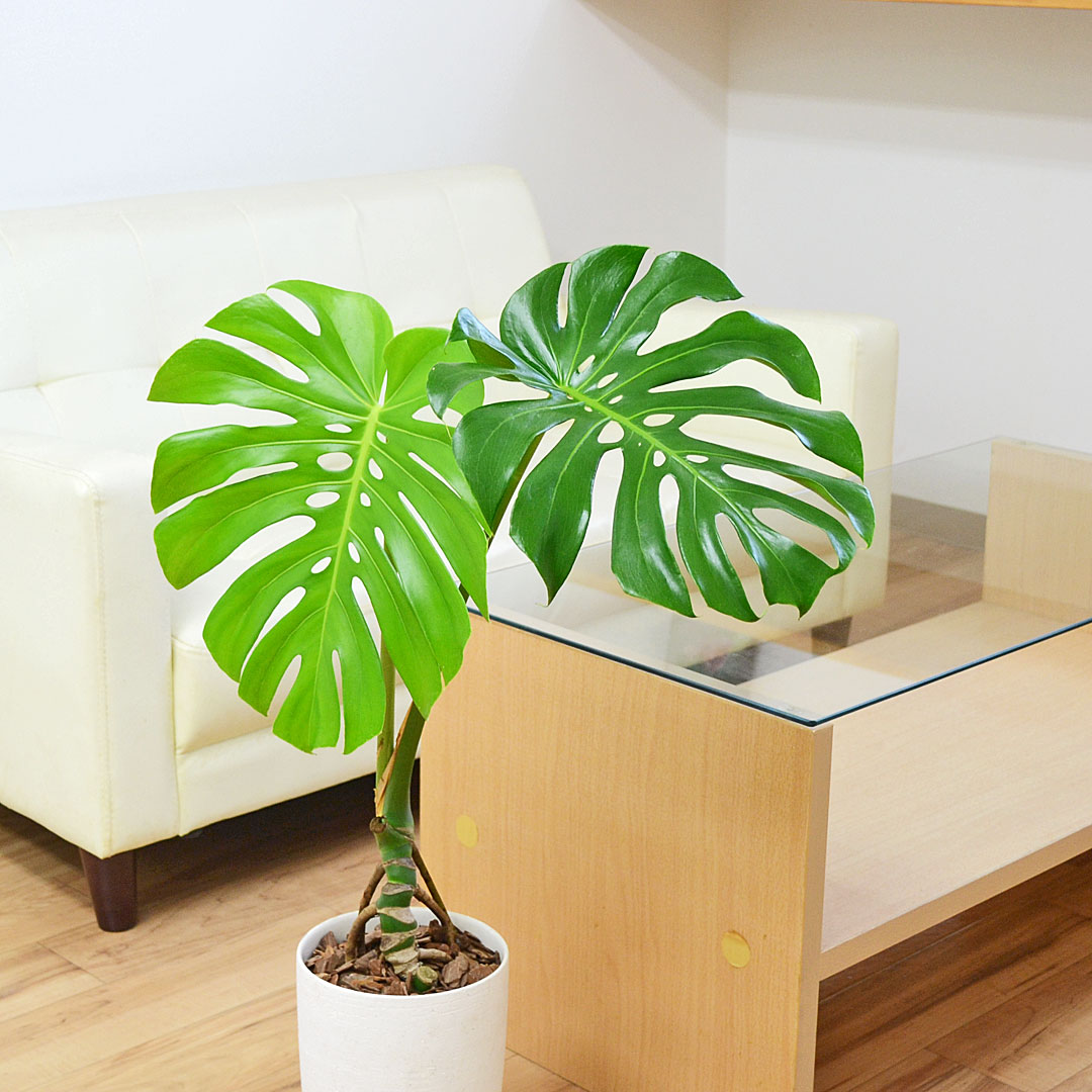 観葉植物 モンステラ 幹上がり 陶器鉢 イメージ