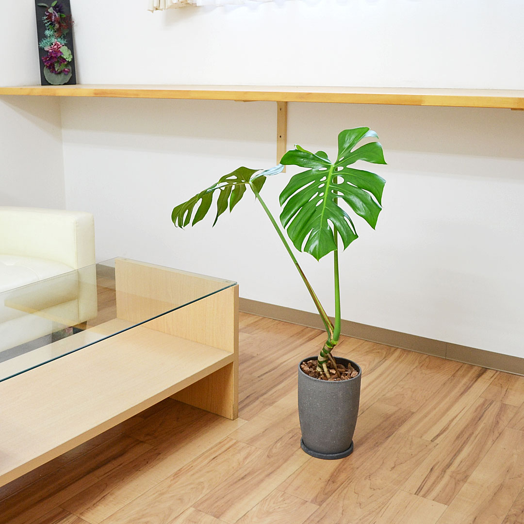 観葉植物 モンステラ 幹上がり 陶器鉢 イメージ2