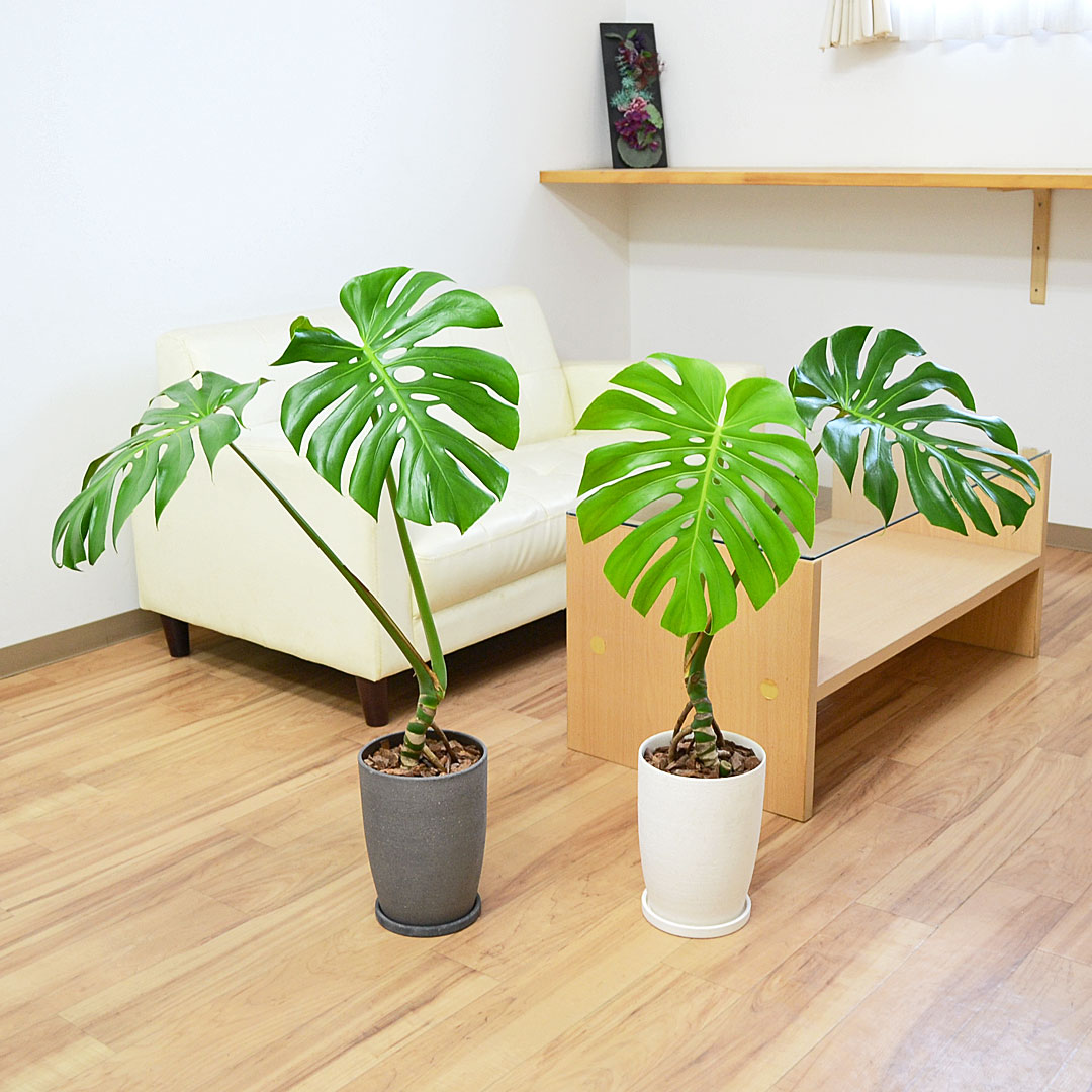 観葉植物 モンステラ 幹上がり 陶器鉢 イメージ3