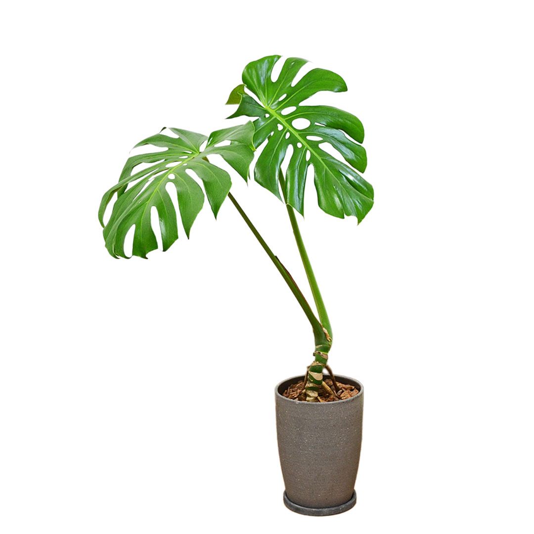 観葉植物 モンステラ 幹上がり 幹立ち 株立ち 陶器鉢 マット ツヤなし