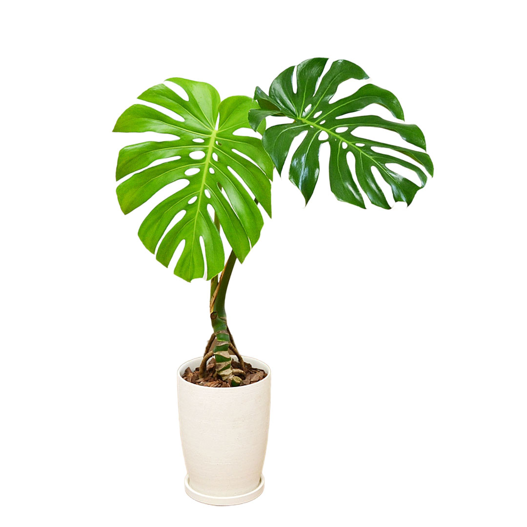 観葉植物 モンステラ 幹上がり 幹立ち 株立ち 陶器鉢 マット ツヤなし