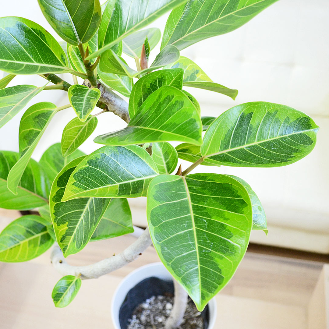 観葉植物 アルテシーマ 曲がり プラ鉢カバー付き 6号 葉の拡大