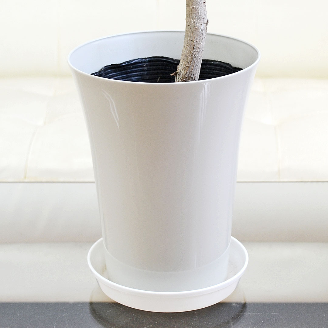 観葉植物 アルテシーマ 曲がり プラ鉢カバー付き 6号 鉢の拡大