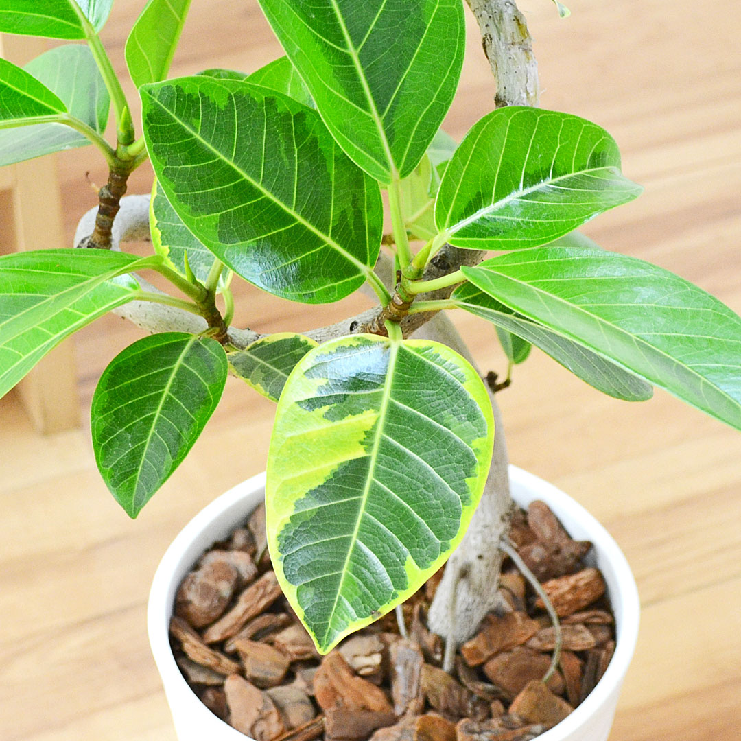観葉植物 フィカス・アルテシーマ 曲がり セラアート鉢 7号 葉の拡大