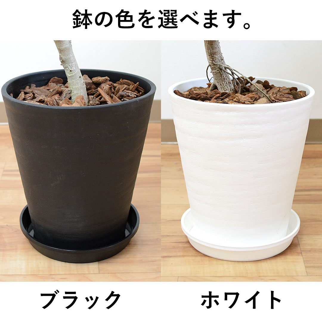 観葉植物 フィカス・アルテシーマ 曲がり セラアート鉢 7号 鉢の拡大