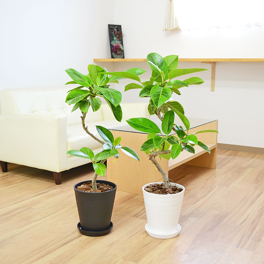 観葉植物 フィカス・アルテシーマ 曲がり セラアート鉢 7号 イメージ