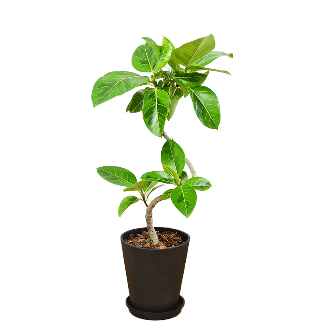 フィカス アルテシマ（観葉植物） | 花、ガーデニング のおすすめ人気
