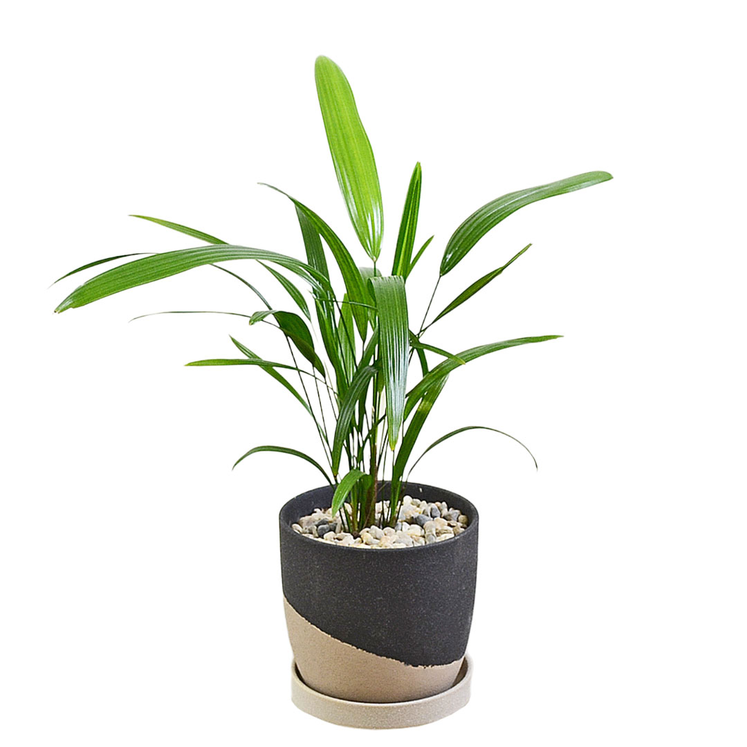観葉植物 観音竹 カンノンチク ヤシ 4号 陶器鉢 レヒーポット ホワイト