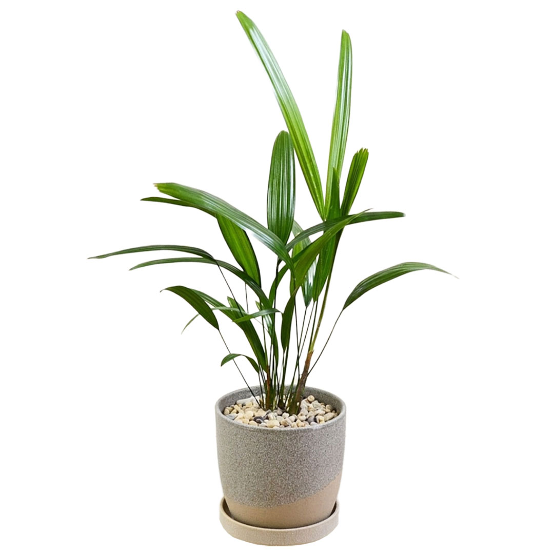 観音竹　カンノンチク　4 観葉植物 観音竹 カンノンチク ヤシ 4号 陶器鉢 レヒーポット ホワイト