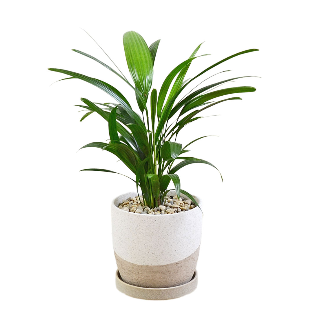 観葉植物 観音竹 カンノンチク ヤシ 4号 陶器鉢 レヒーポット ホワイト