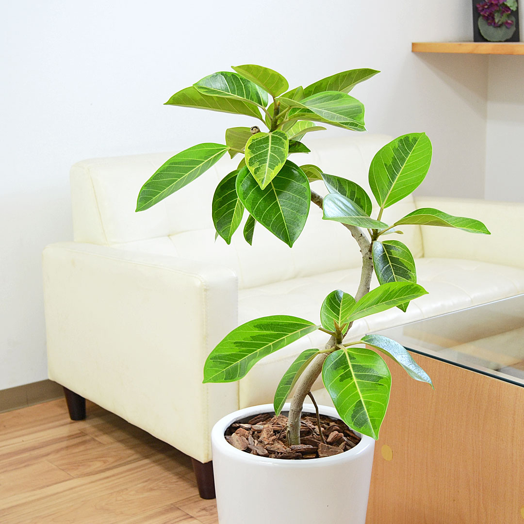 観葉植物 フィカス アルテシーマ アルテシマゴム らせん曲がり