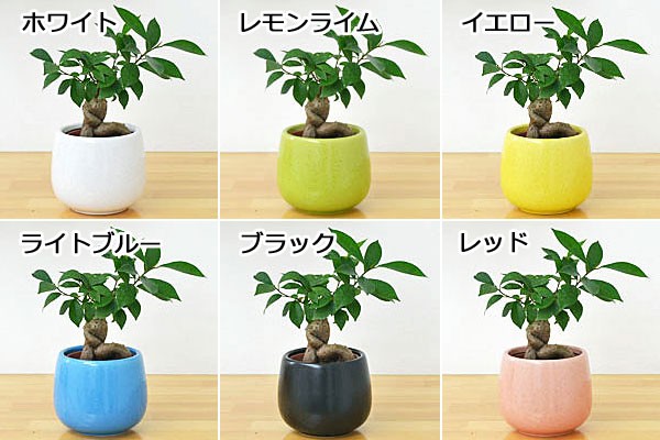 ミニ観葉植物 ガジュマル(多幸の木)陶器鉢付き(ハイドロカルチャー