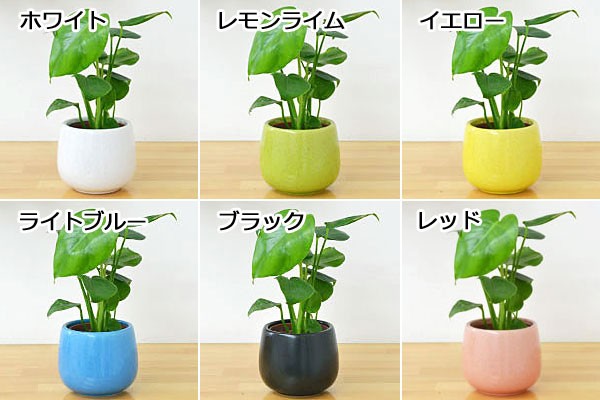 ハイドロカルチャー 観葉植物 モンステラ等 水耕栽培キット 空気