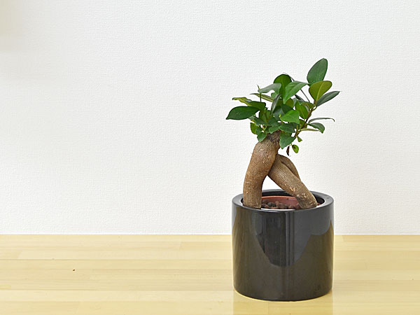 ミニ観葉植物 ガジュマルハイドロカルチャースタイリッシュ陶器鉢付き イメージ