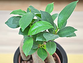 ミニ観葉植物 ガジュマルハイドロカルチャースタイリッシュ陶器鉢付き 葉の拡大