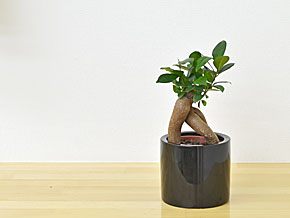 ミニ観葉植物 ガジュマルハイドロカルチャースタイリッシュ陶器鉢付き 設置イメージ