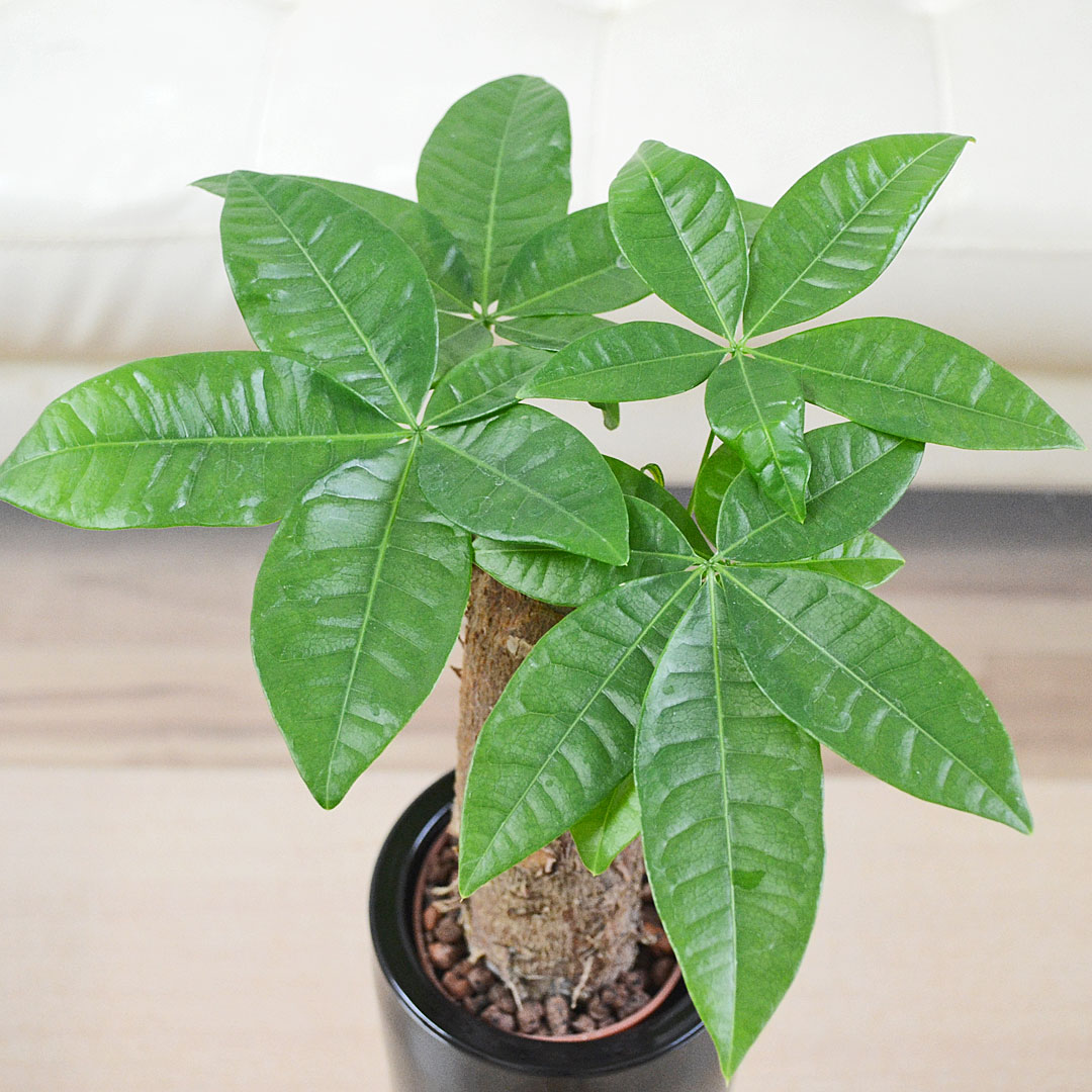 観葉植物 ミニ パキラ 発財樹 カイエンナッツ 朴仕立て ハイドロ
