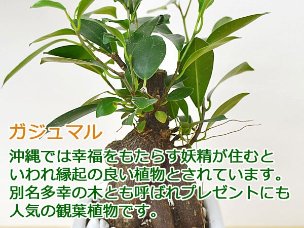 観葉植物 ガジュマル 葉のイメージ