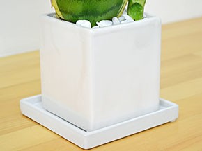 観葉植物 サンスベリア キューブ陶器鉢植え 陶器鉢の拡大