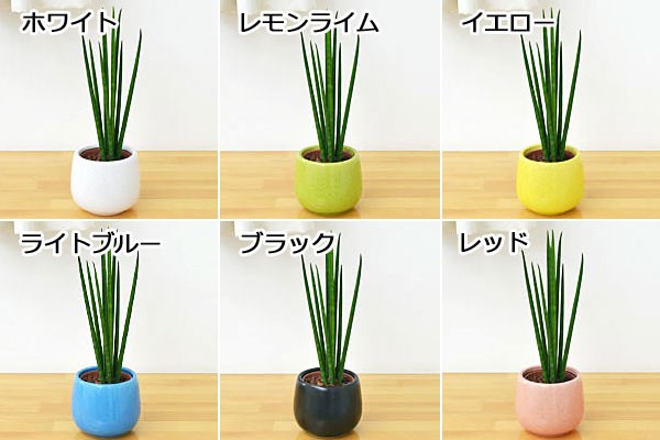 ミニ観葉植物ポトスハイドロカルチャー陶器付き 陶器の色