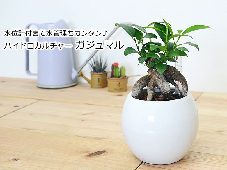 美株ガジュマル（トトロ仕立て、KINTO鉢）セット 美株ガジュマル（トトロ仕立て、KINTO鉢）セット 楽天市場