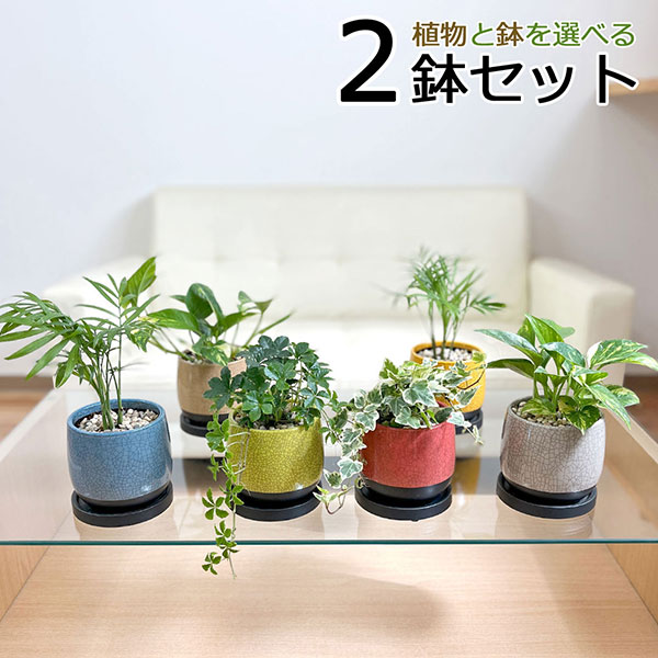 観葉植物 ミニ 陶器鉢植え 3鉢セット シュガーバイン アイビー ポトス