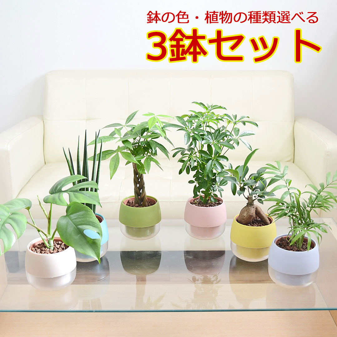 観葉植物 ミニ ハイドロカルチャー 水耕栽培 3鉢セット 水位が