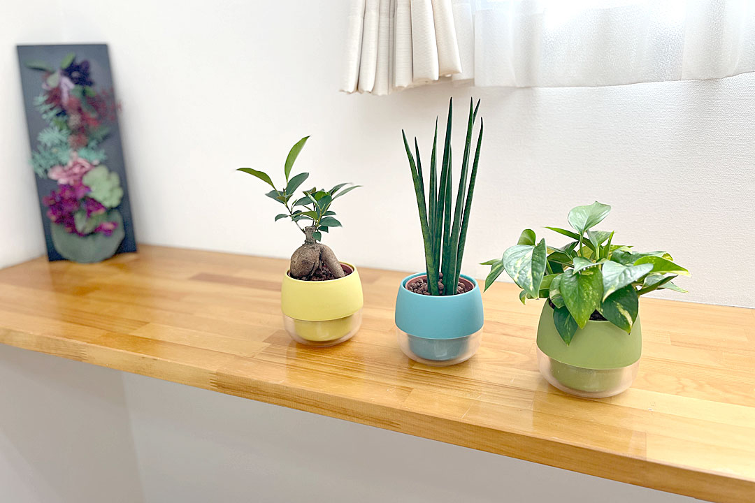 ミニ観葉植物 ハイロドカルチャー 3鉢セット スモーキー イメージ2