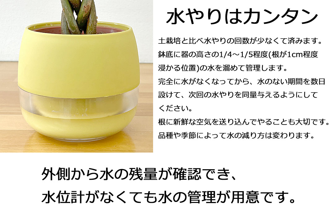 ミニ観葉植物 ハイロドカルチャー ビビ 水やり説明