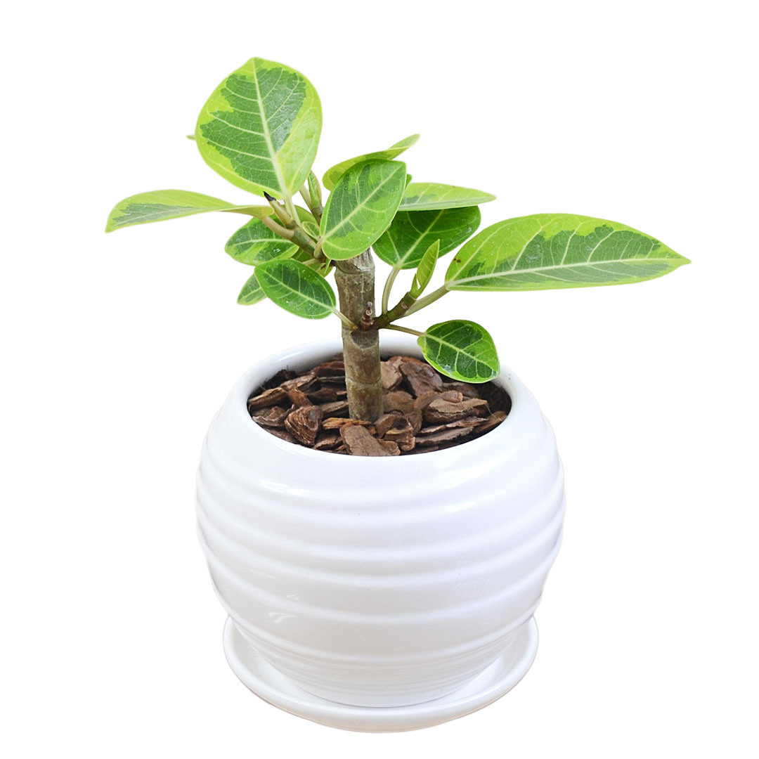 観葉植物 ウンベラータ アルテシーマ ベンガレンシス ベンガルゴム