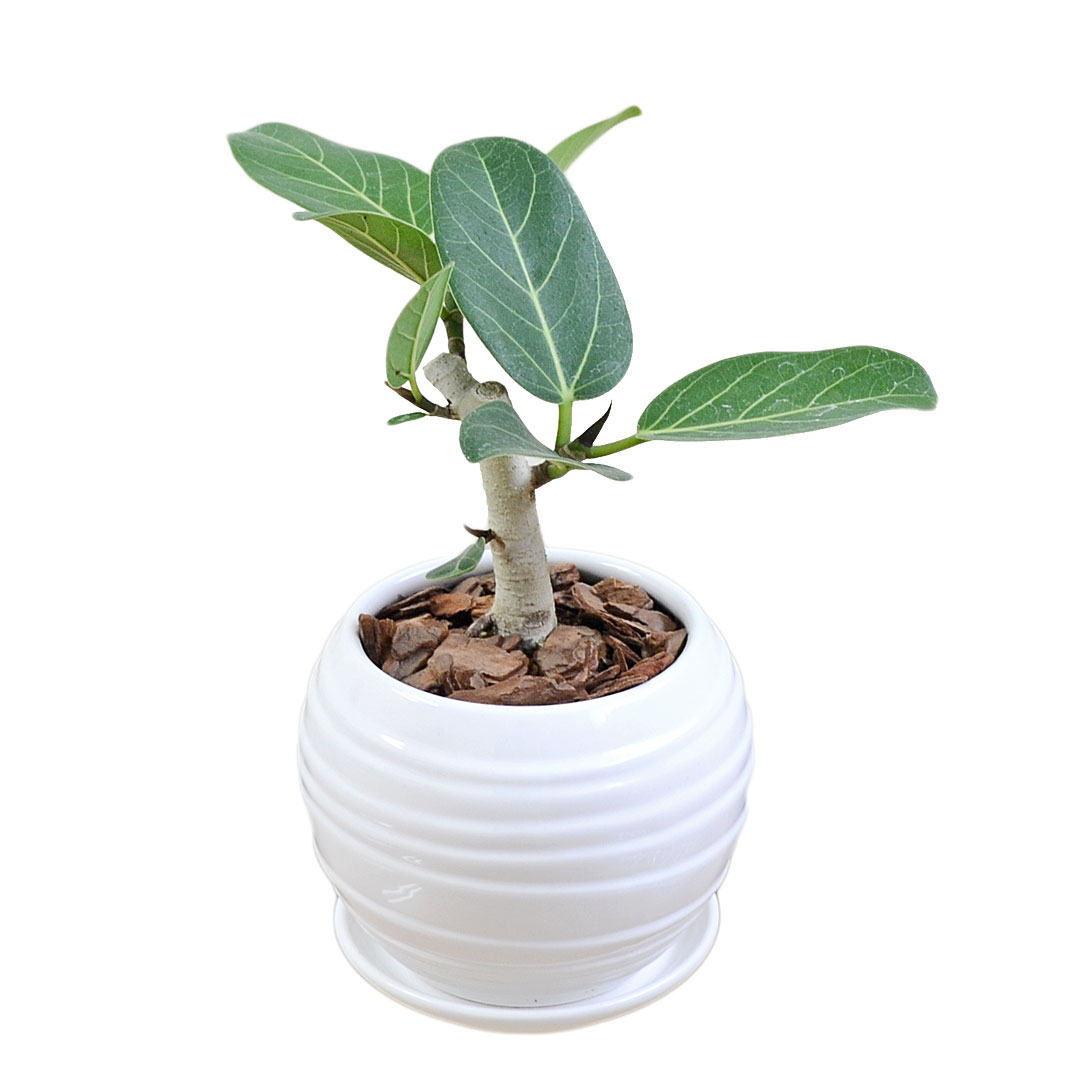 観葉植物 ウンベラータ アルテシーマ ベンガレンシス ベンガルゴム