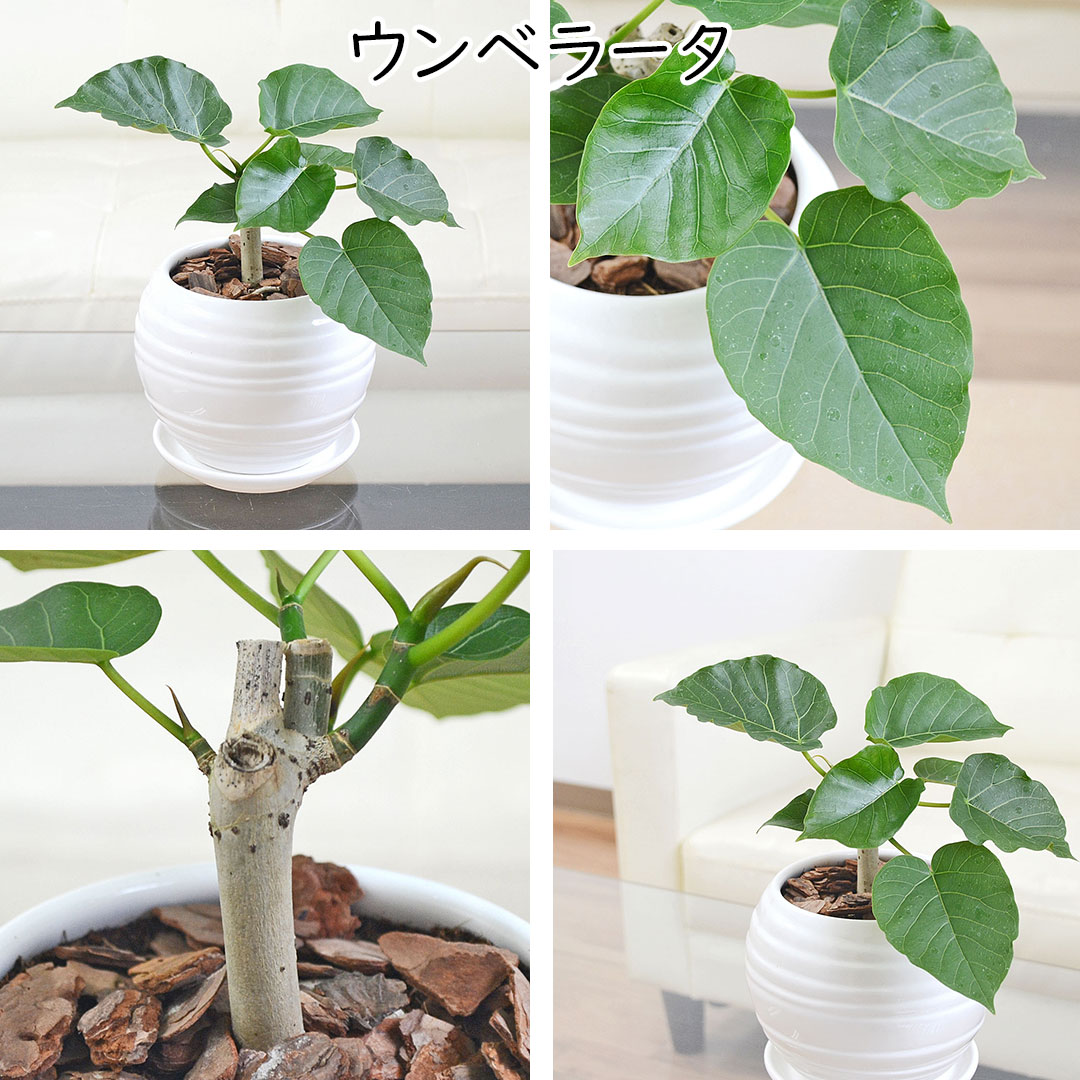 観葉植物 ウンベラータ アルテシーマ ベンガレンシス ベンガルゴム