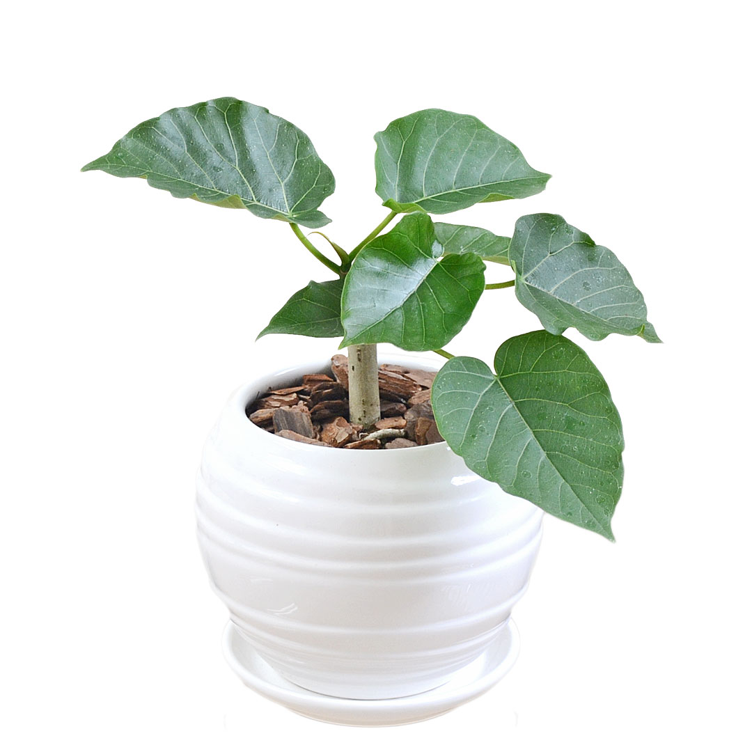 観葉植物 ウンベラータ アルテシーマ ベンガレンシス ベンガルゴム