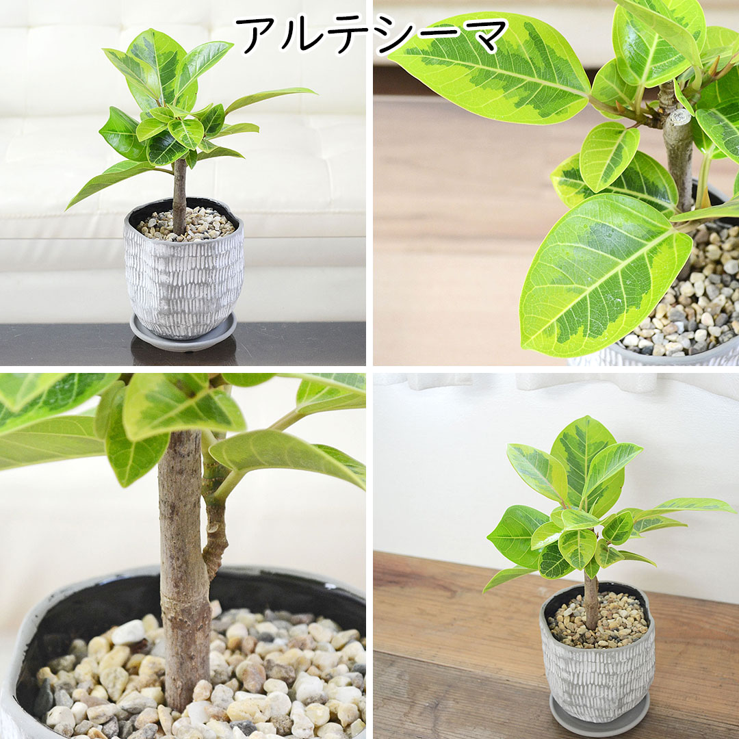 観葉植物 ウンベラータ アルテシーマ ベンガレンシス ベンガルゴム
