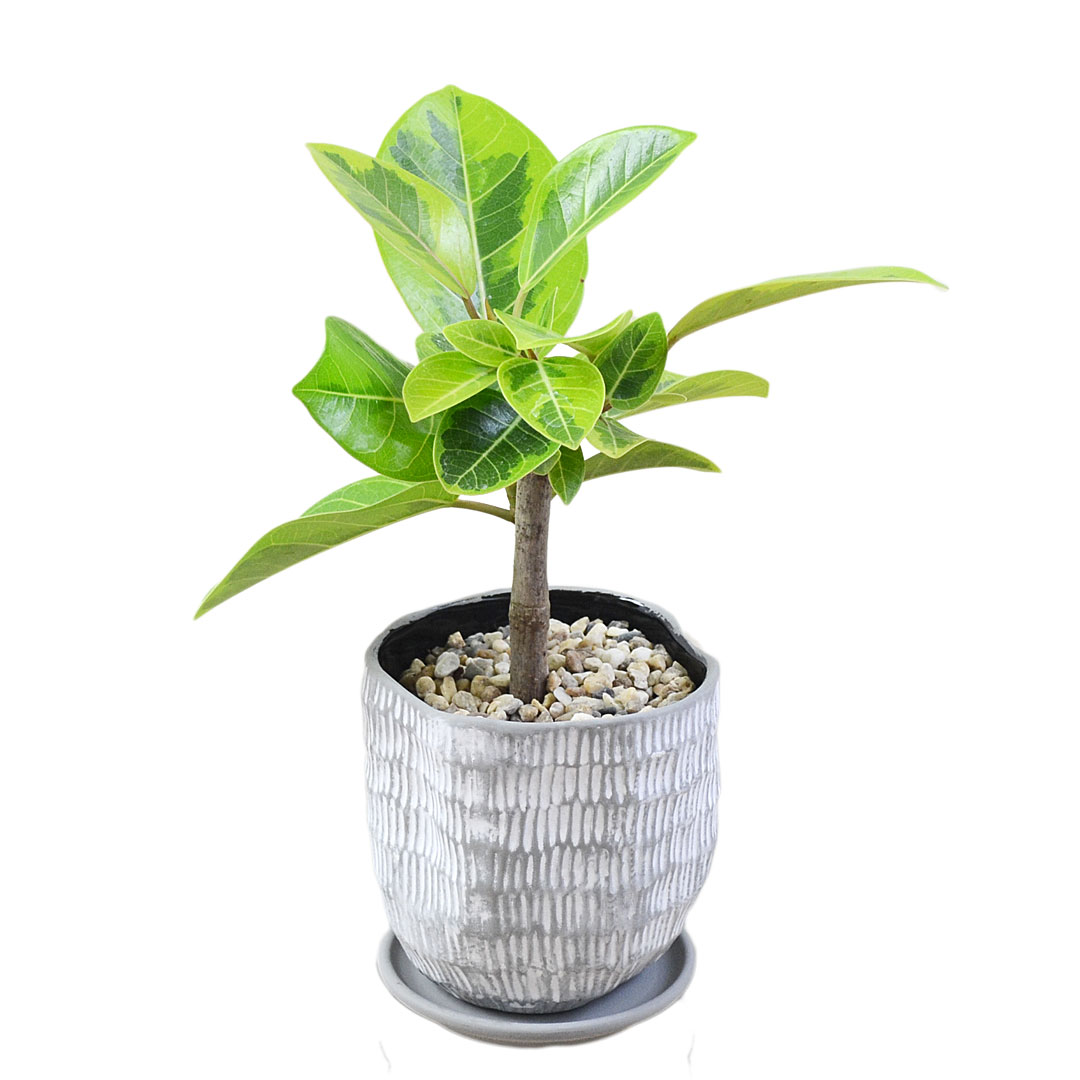 観葉植物 ウンベラータ アルテシーマ ベンガレンシス ベンガルゴム
