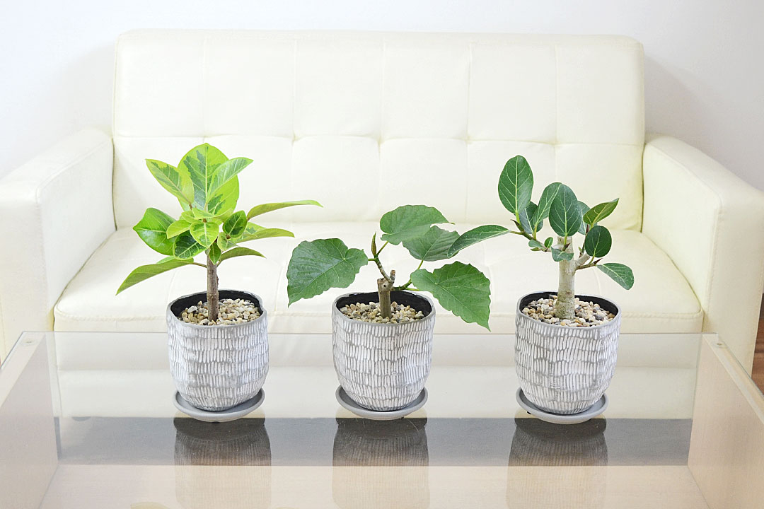 観葉植物 ウンベラータ アルテシーマ ベンガレンシス ベンガルゴム
