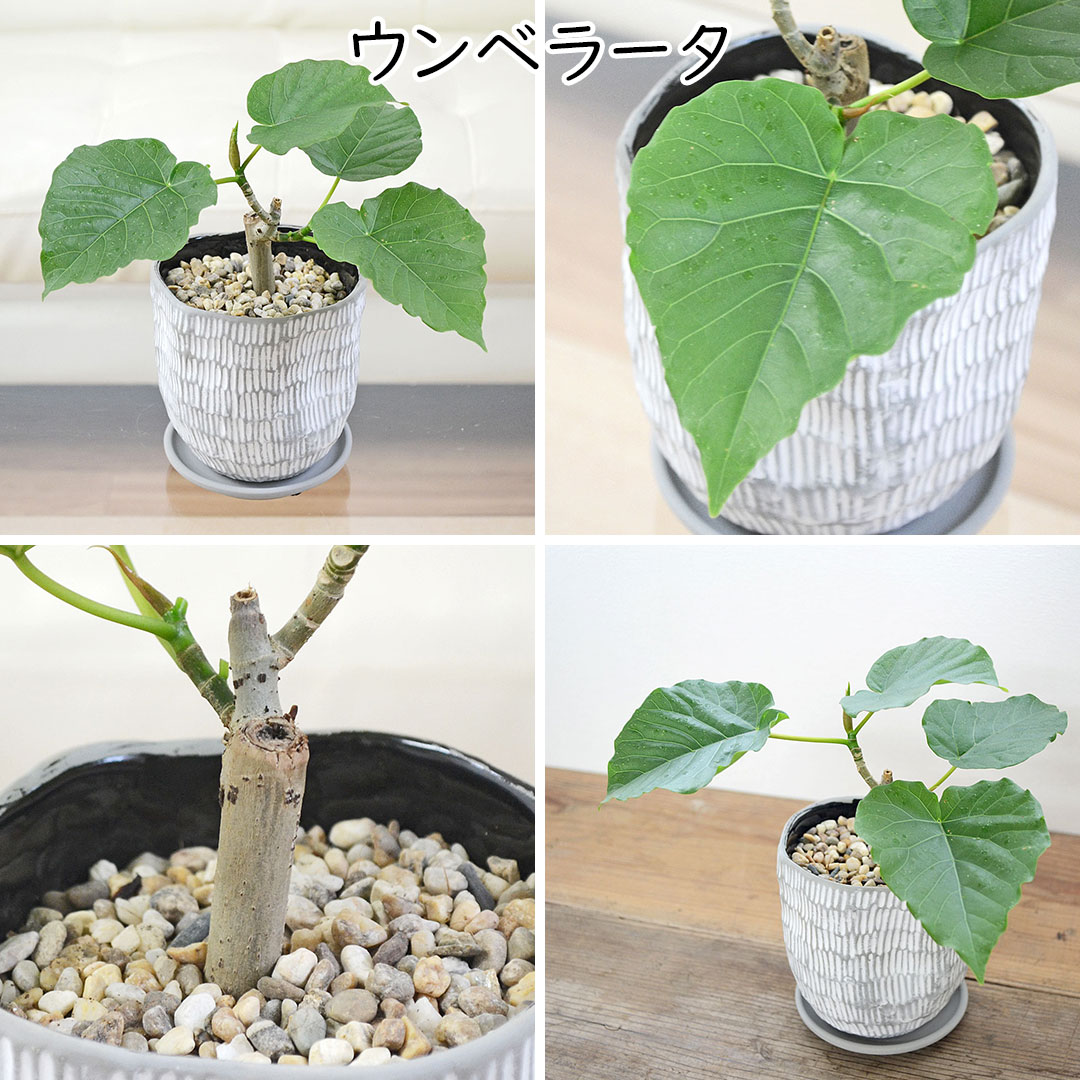 観葉植物 ウンベラータ アルテシーマ ベンガレンシス ベンガルゴム