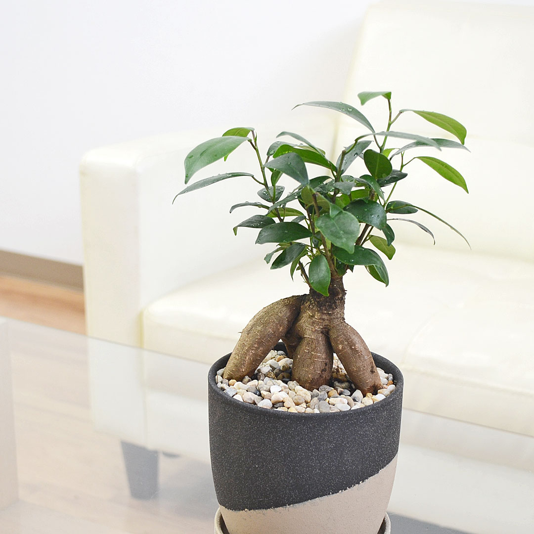 観葉植物 ガジュマル 多幸の木 ゴム フィカス 4号 陶器鉢