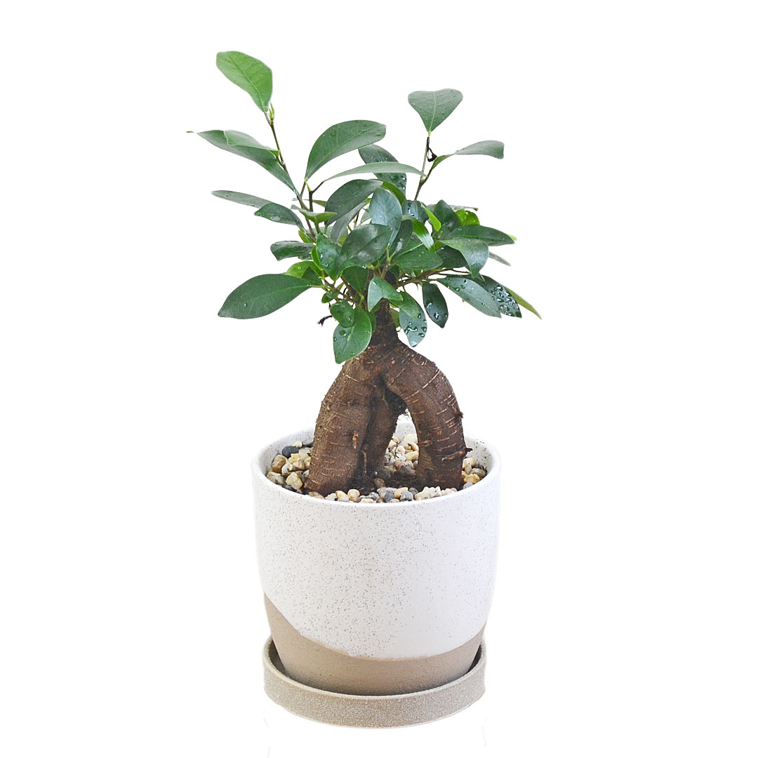 観葉植物 ガジュマル 多幸の木 ゴム フィカス 4号 陶器鉢 レヒーポット