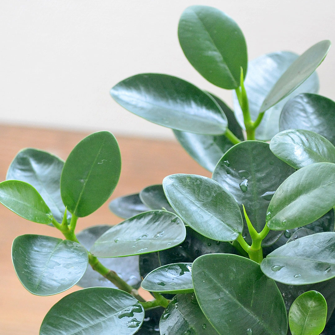観葉植物 パンダガジュマル 多幸の木 ゴム フィカス 4号 陶器鉢