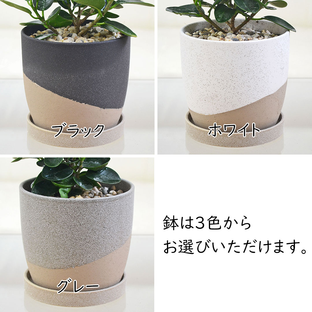 希少 観葉植物 パンダガジュマル S字型仕立て 多幸の木 7号鉢 極上品 観葉植物 パンダガジュマル 多幸の木 ゴム フィカス 4号 陶器鉢