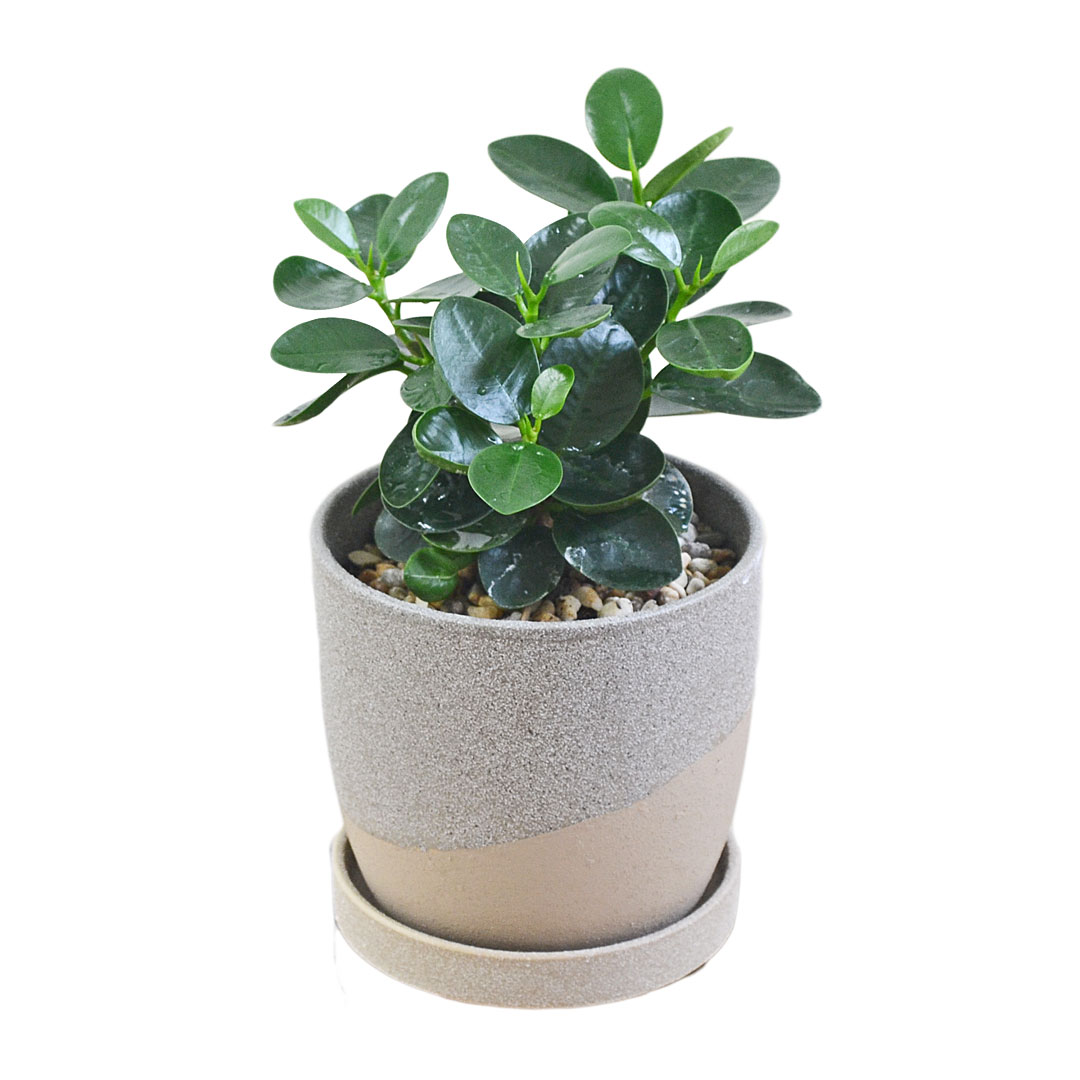 観葉植物　パンダガジュマル　陶器鉢植え　多幸の木 観葉植物 パンダガジュマル 多幸の木 ゴム フィカス 4号 陶器鉢