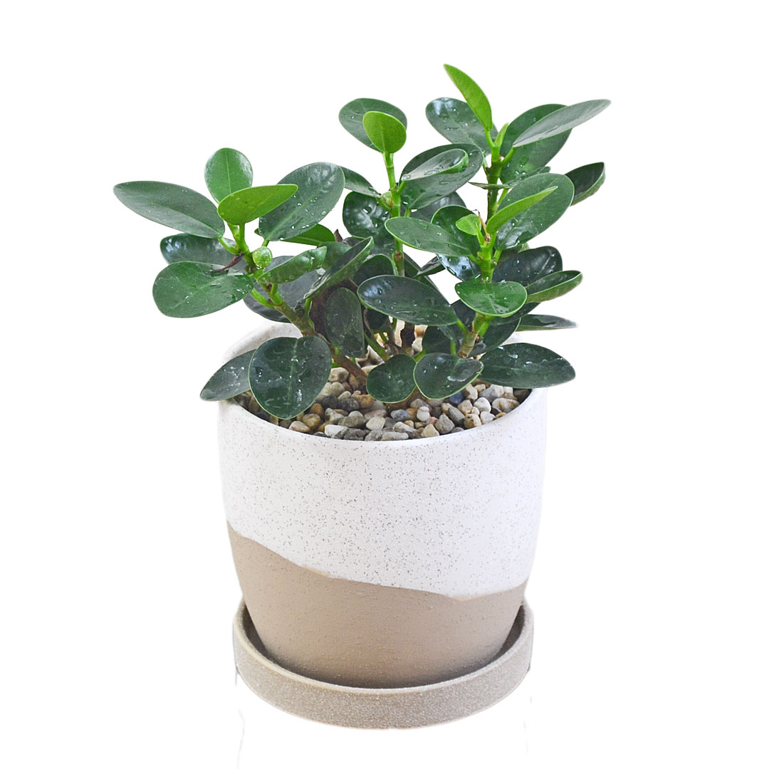 観葉植物 パンダガジュマル 多幸の木 ゴム フィカス 4号 陶器鉢