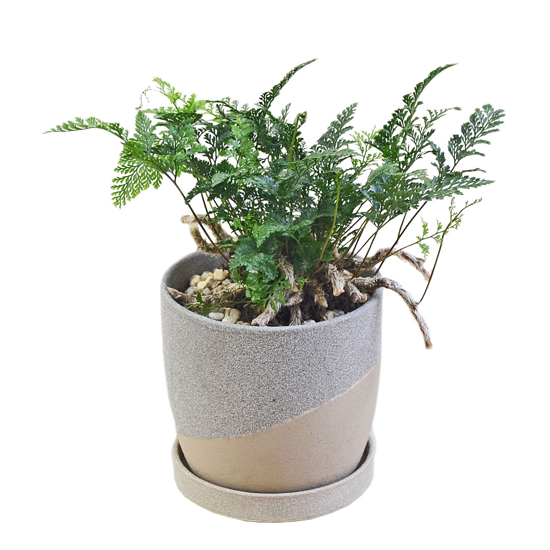 観葉植物 トキワシノブ シダ 猫の手 陶器鉢 レヒーポット 選べる ミニ