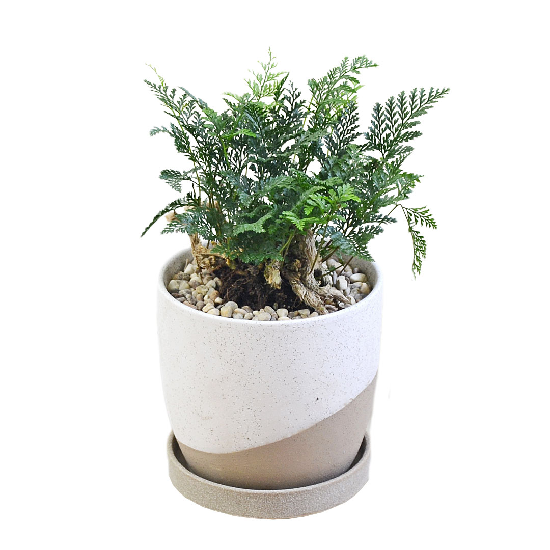 トキワシノブ盆栽 軽石仕立陶器鉢付き( 3/23撮影) 観葉植物 トキワシノブ シダ 猫の手 陶器鉢 レヒーポット 選べる ミニ